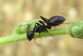 Camponotus sp.